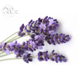 Essência 20 ml. Lavanda