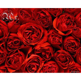 Essência 20 ml. Rosas