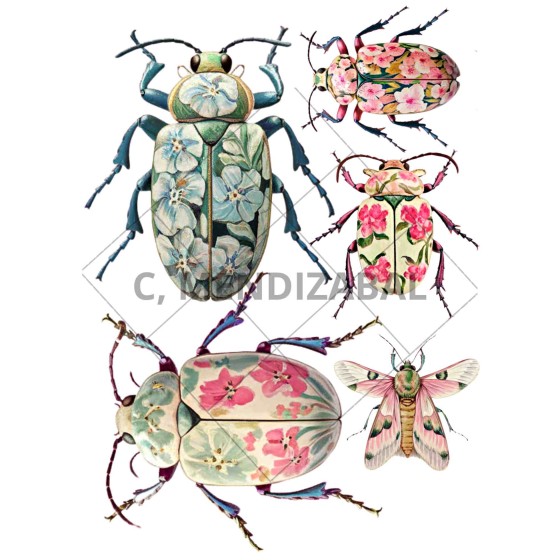 Transfer DTF Mediano. 036*