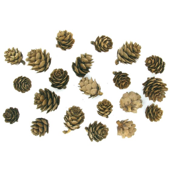 Mini Piñas