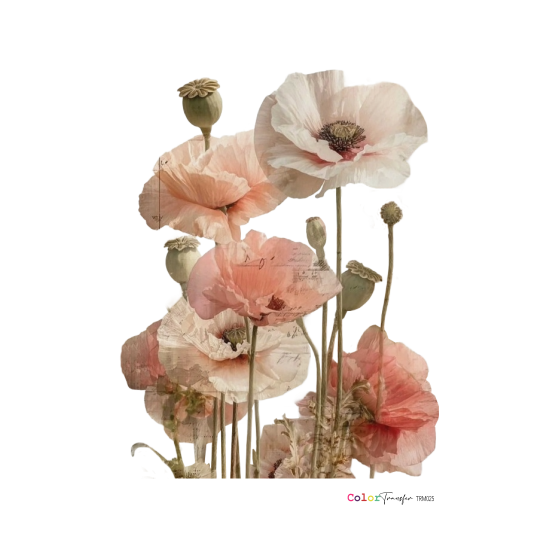 COLOR TRANSFER 27x21cm