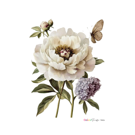 COLOR TRANSFER 27x21cm