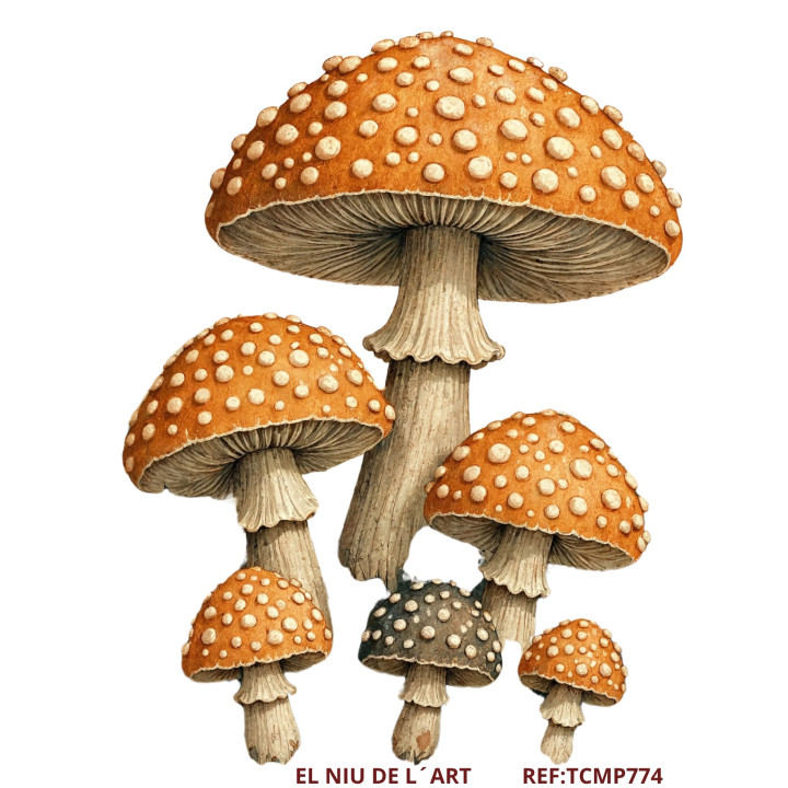 Transfer  Halloween