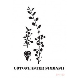 copy of