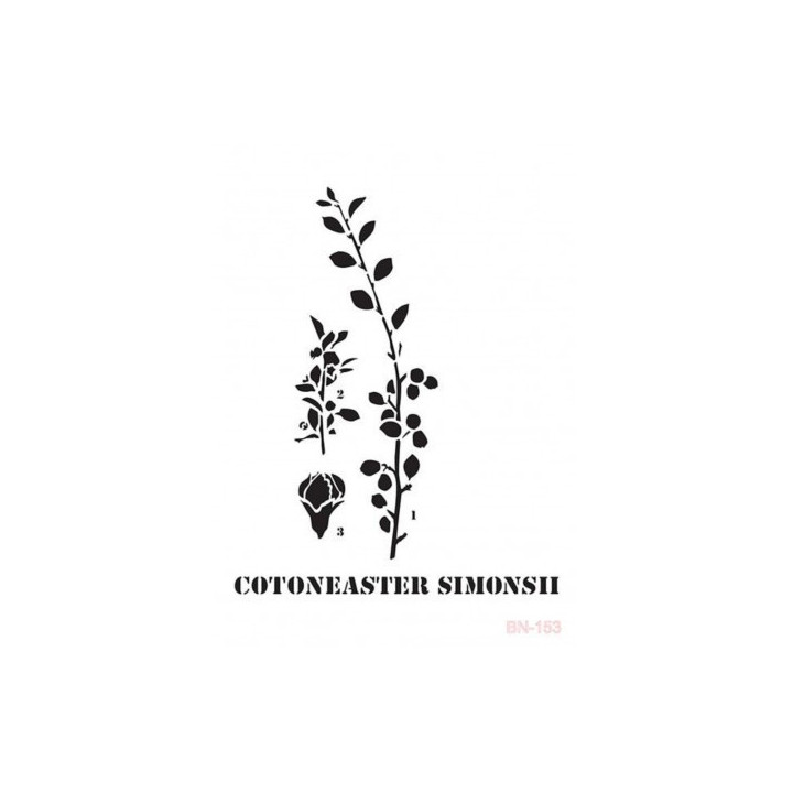 copy of